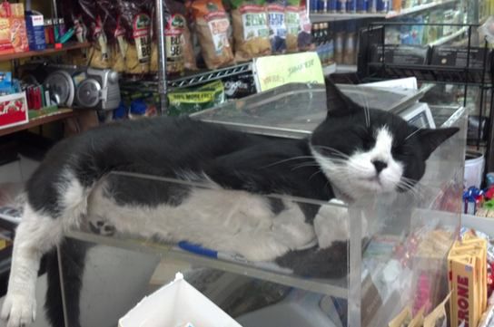 Chinatown bodega cat